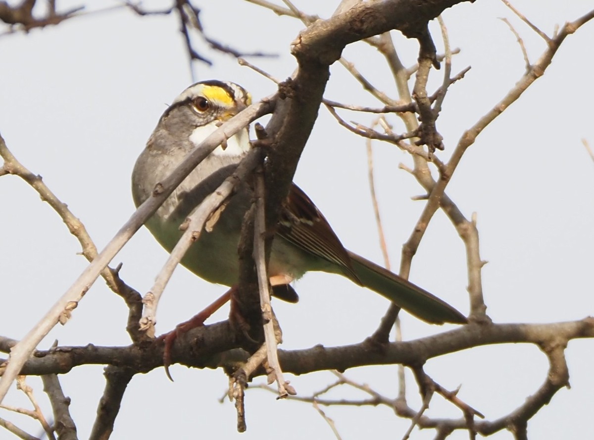 White-throated Sparrow - Susan Andres