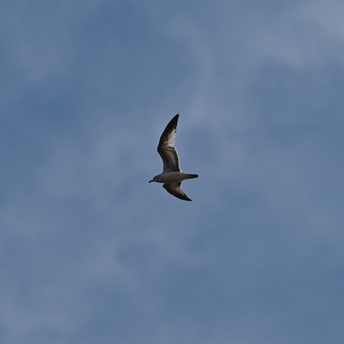 Делавэрская чайка - ML615602165