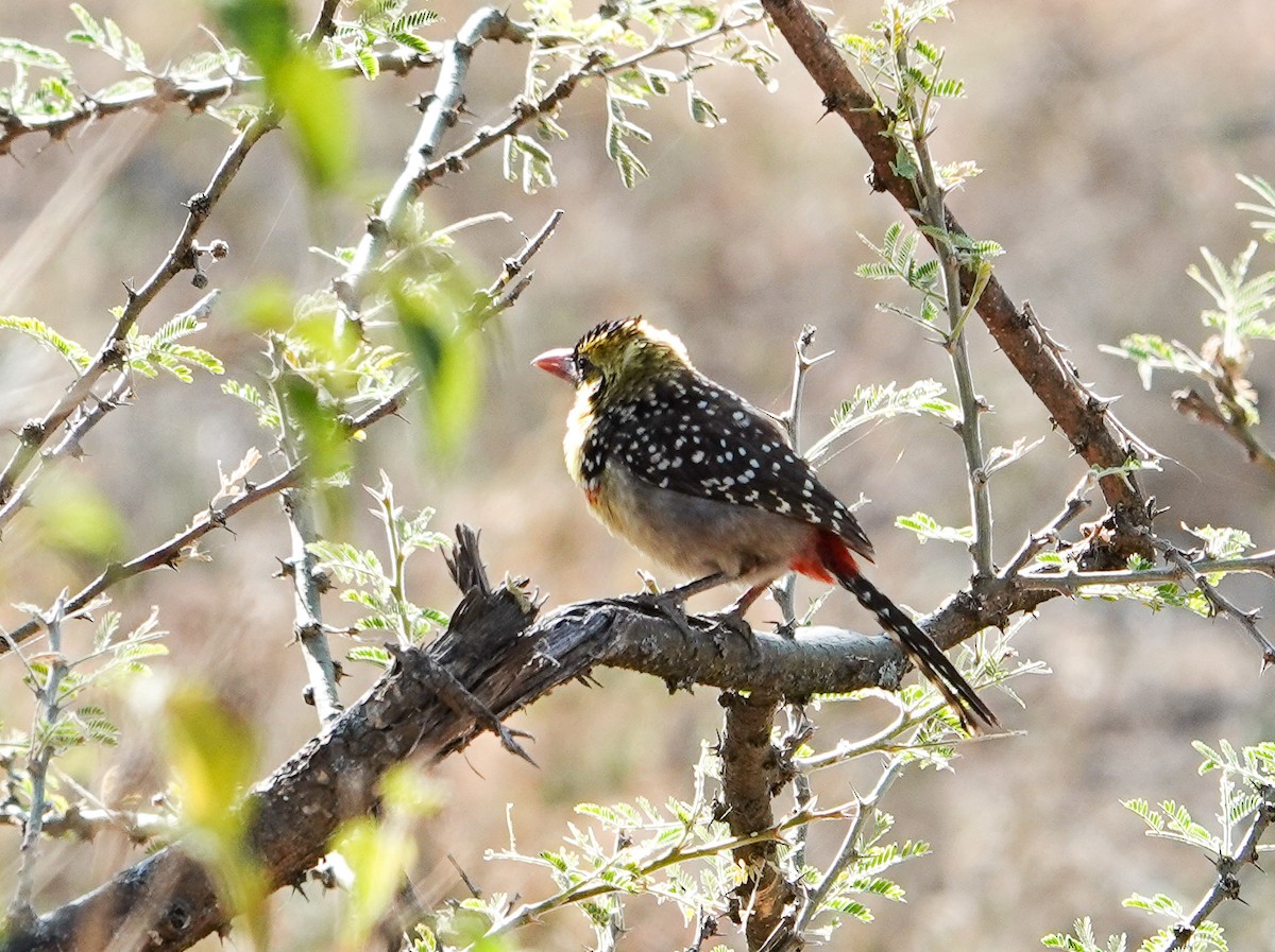 Yellow-breasted Barbet - ML615602182