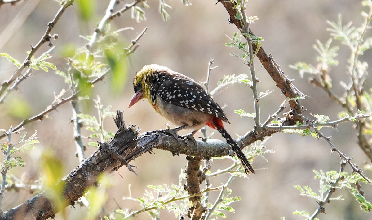 Yellow-breasted Barbet - ML615602183