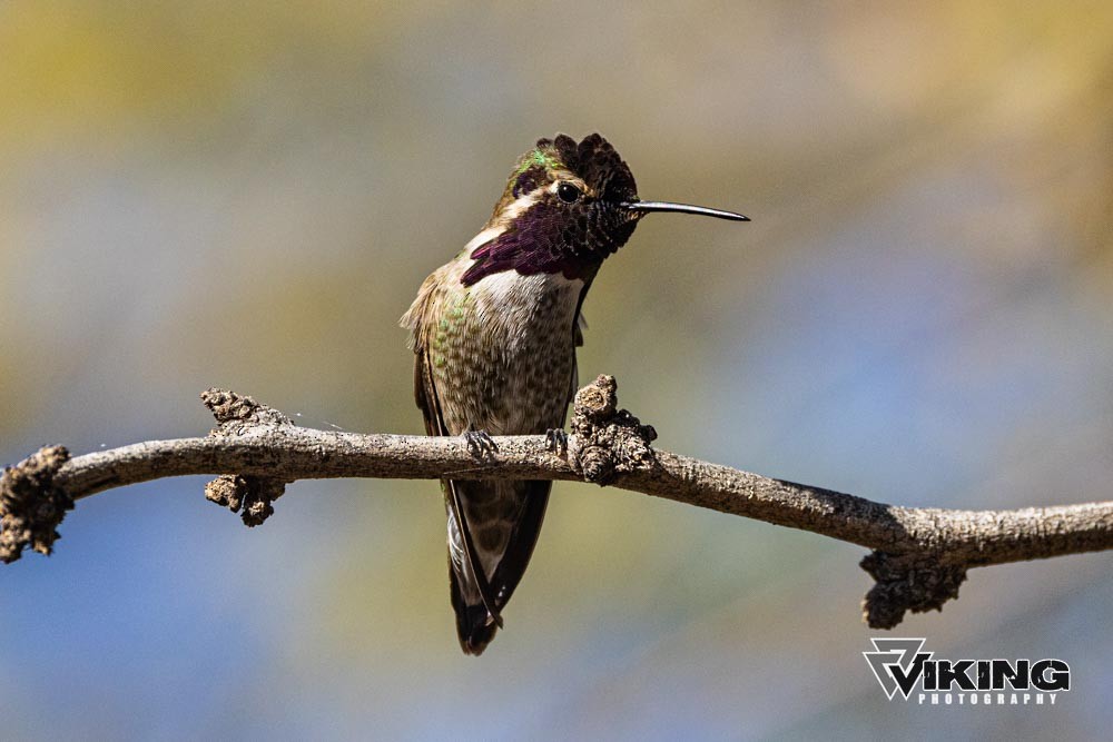 Costa's Hummingbird - ML615602366