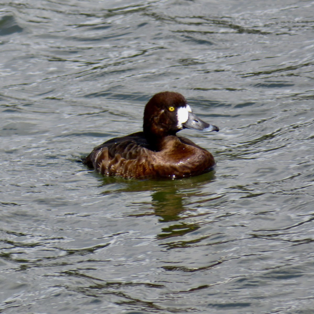 Greater Scaup - ML615602376