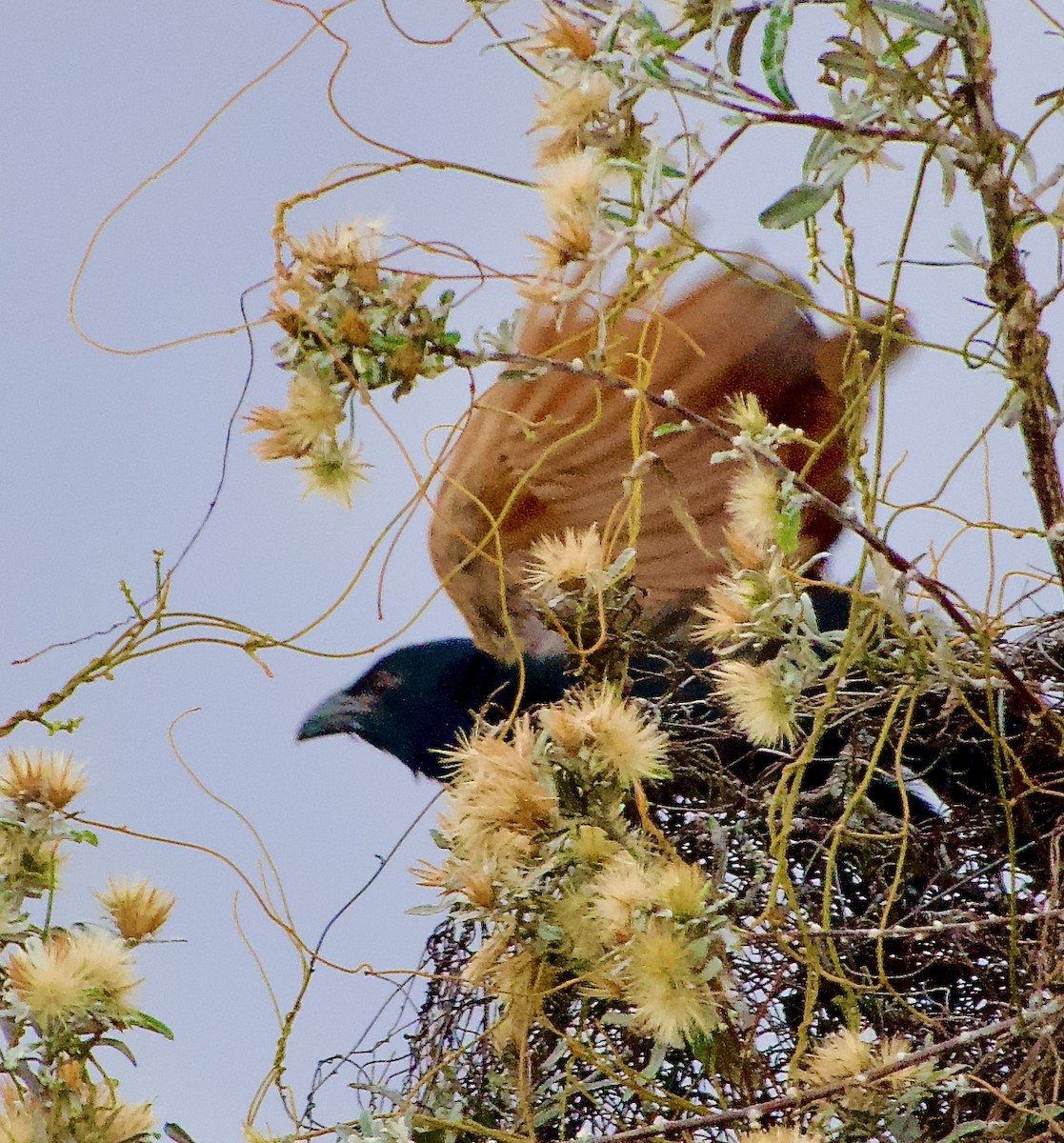 Malagasy Coucal - ML615602455