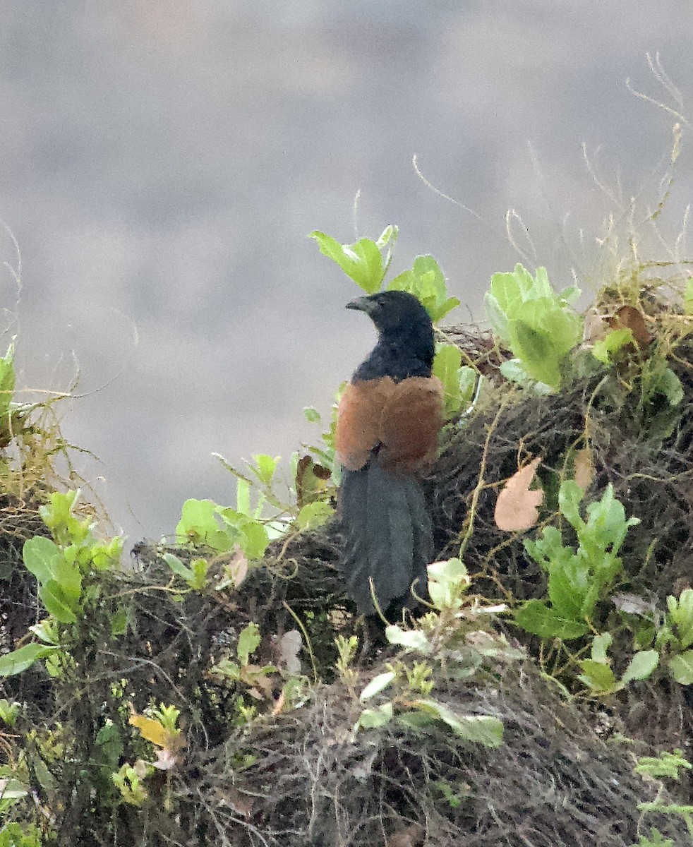 Malagasy Coucal - ML615602475