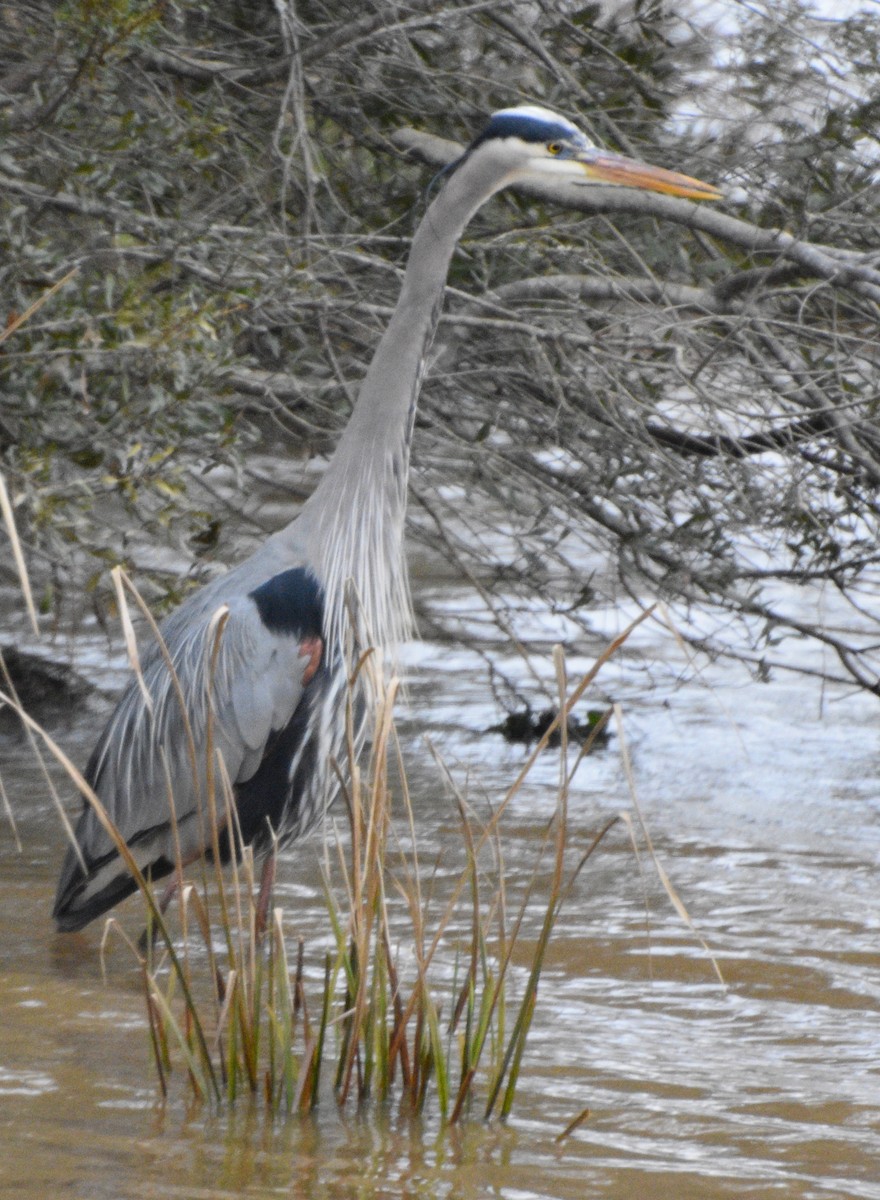 Great Blue Heron - Zachary Peters