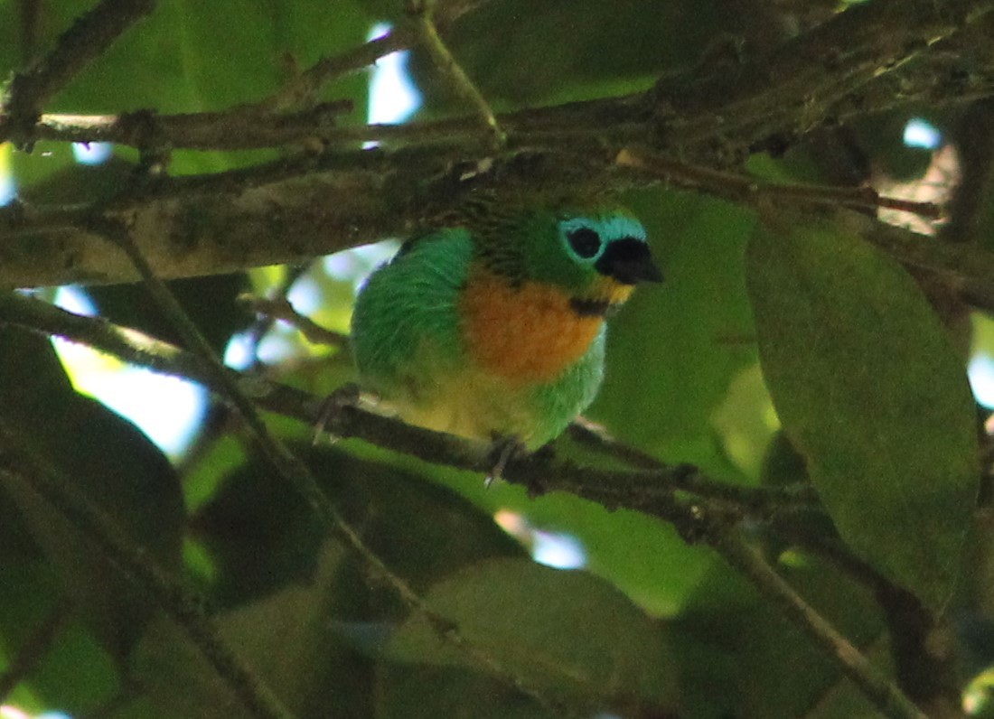 Brassy-breasted Tanager - Miguel  Magro