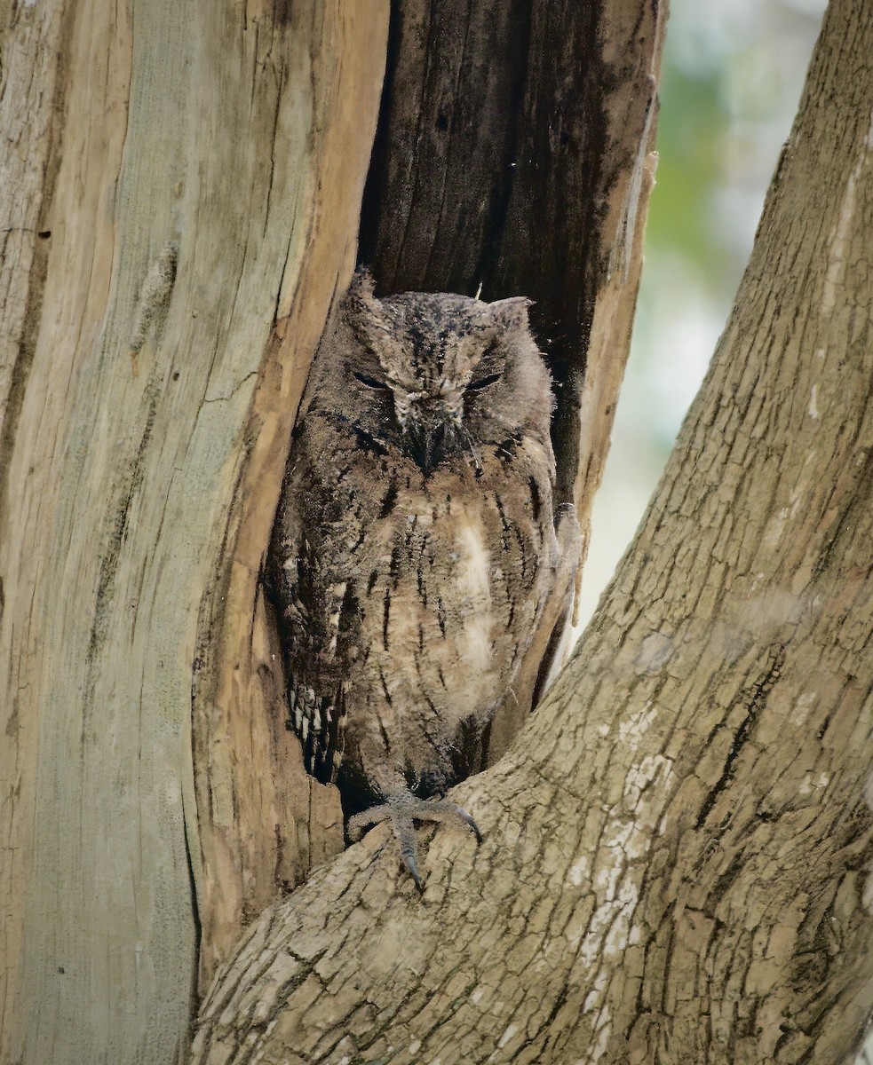 Madagascar Scops-Owl (Torotoroka) - ML615602709