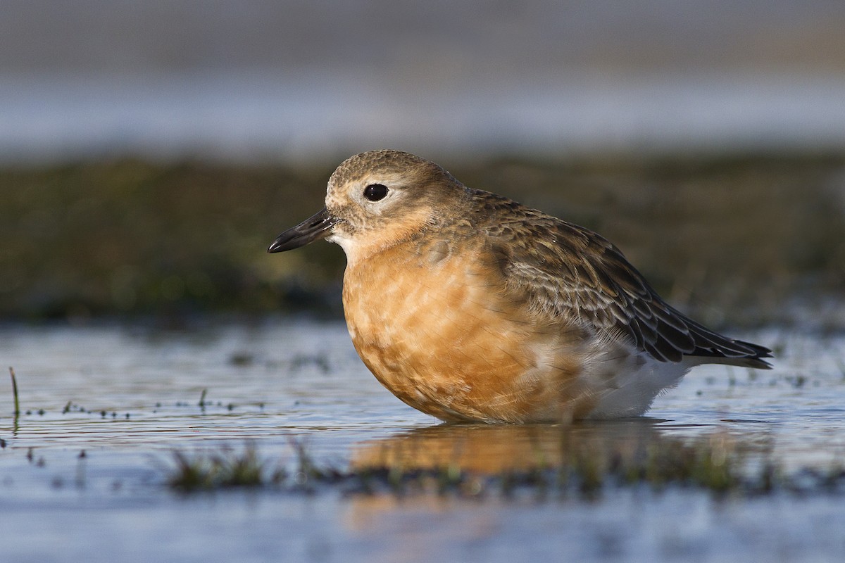 Red-breasted Dotterel (Southern) - ML615603033