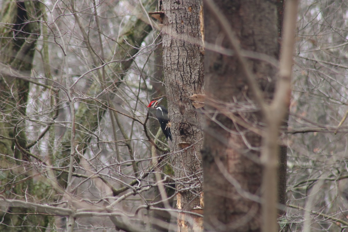 Pileated Woodpecker - ML615603081