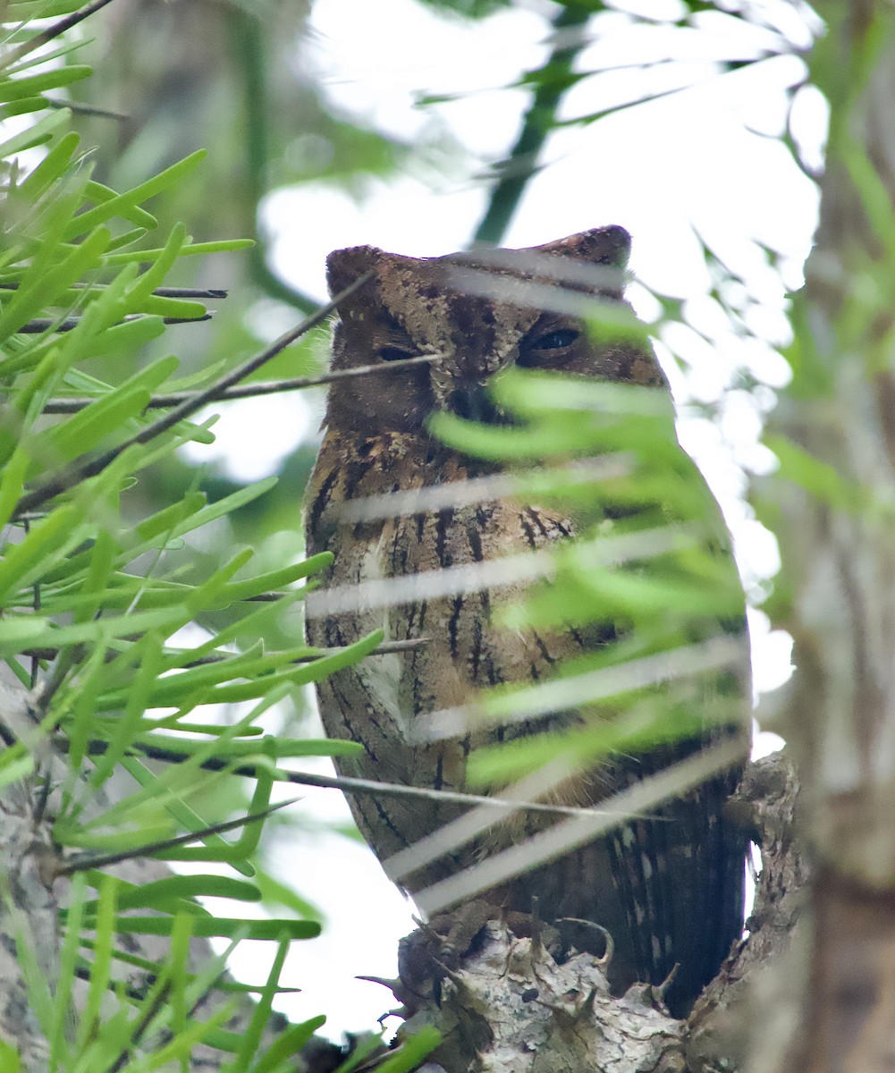 Madagascar Scops-Owl (Torotoroka) - ML615603085