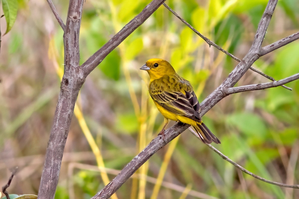 Stripe-tailed Yellow-Finch - ML615603097