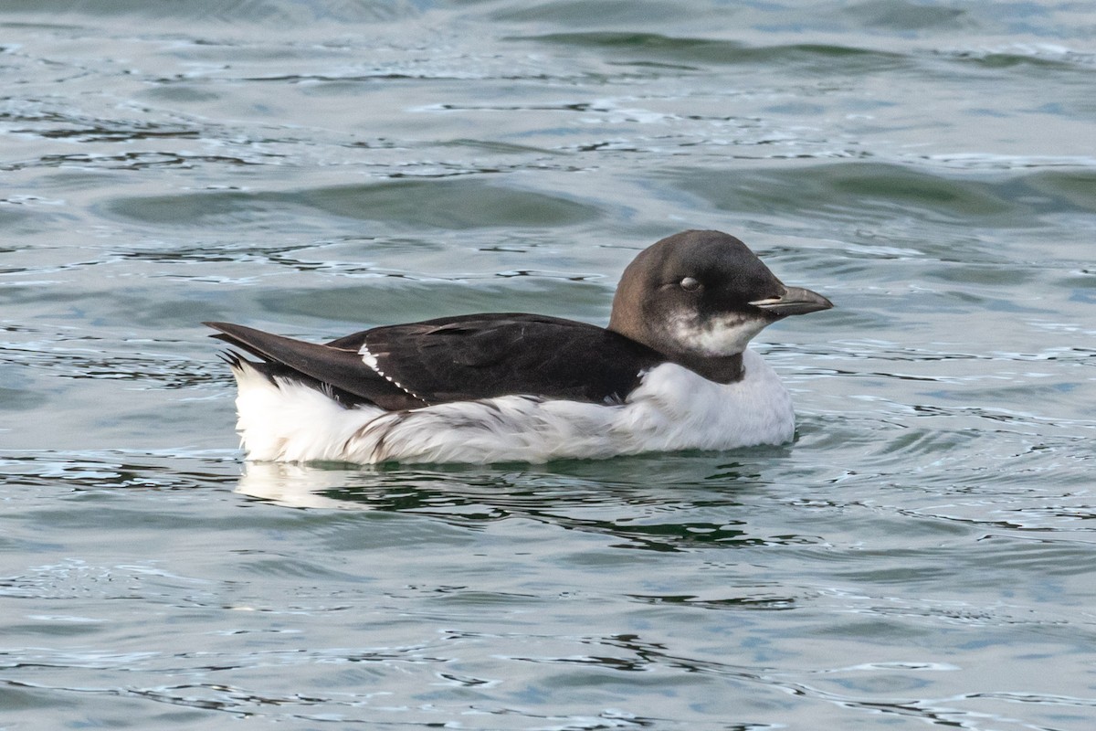 Thick-billed Murre - ML615603109