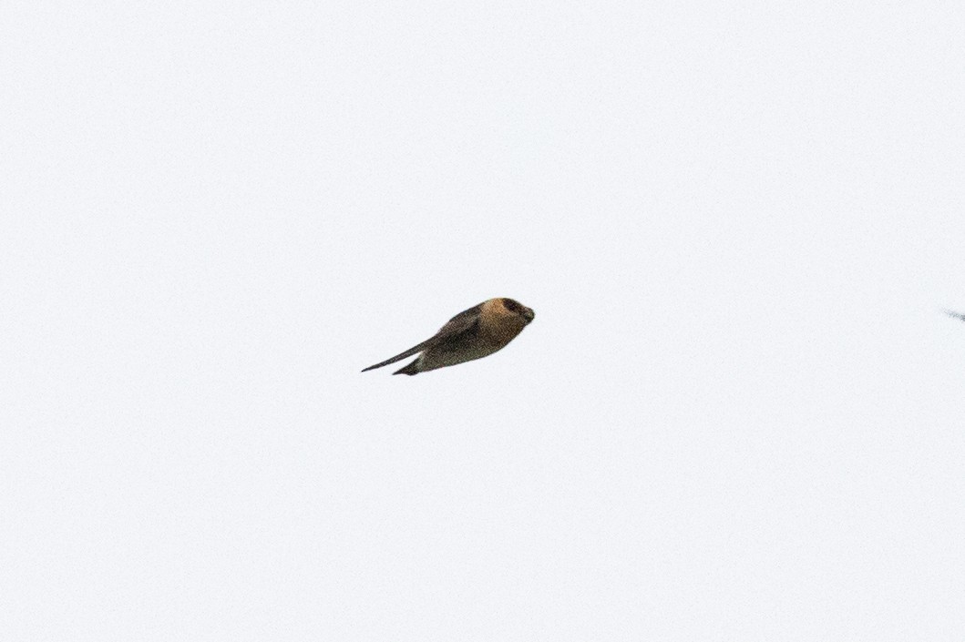 Cave Swallow (Texas) - ML615603311