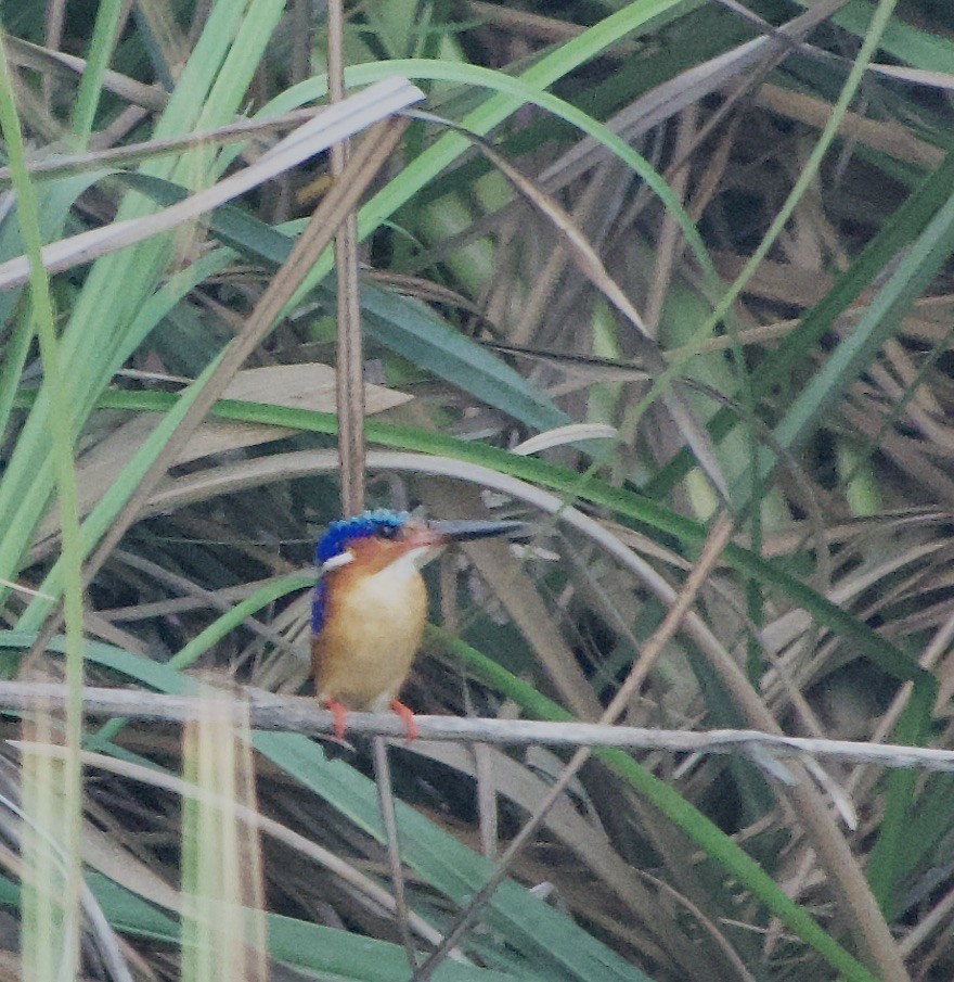 Malagasy Kingfisher - ML615603367