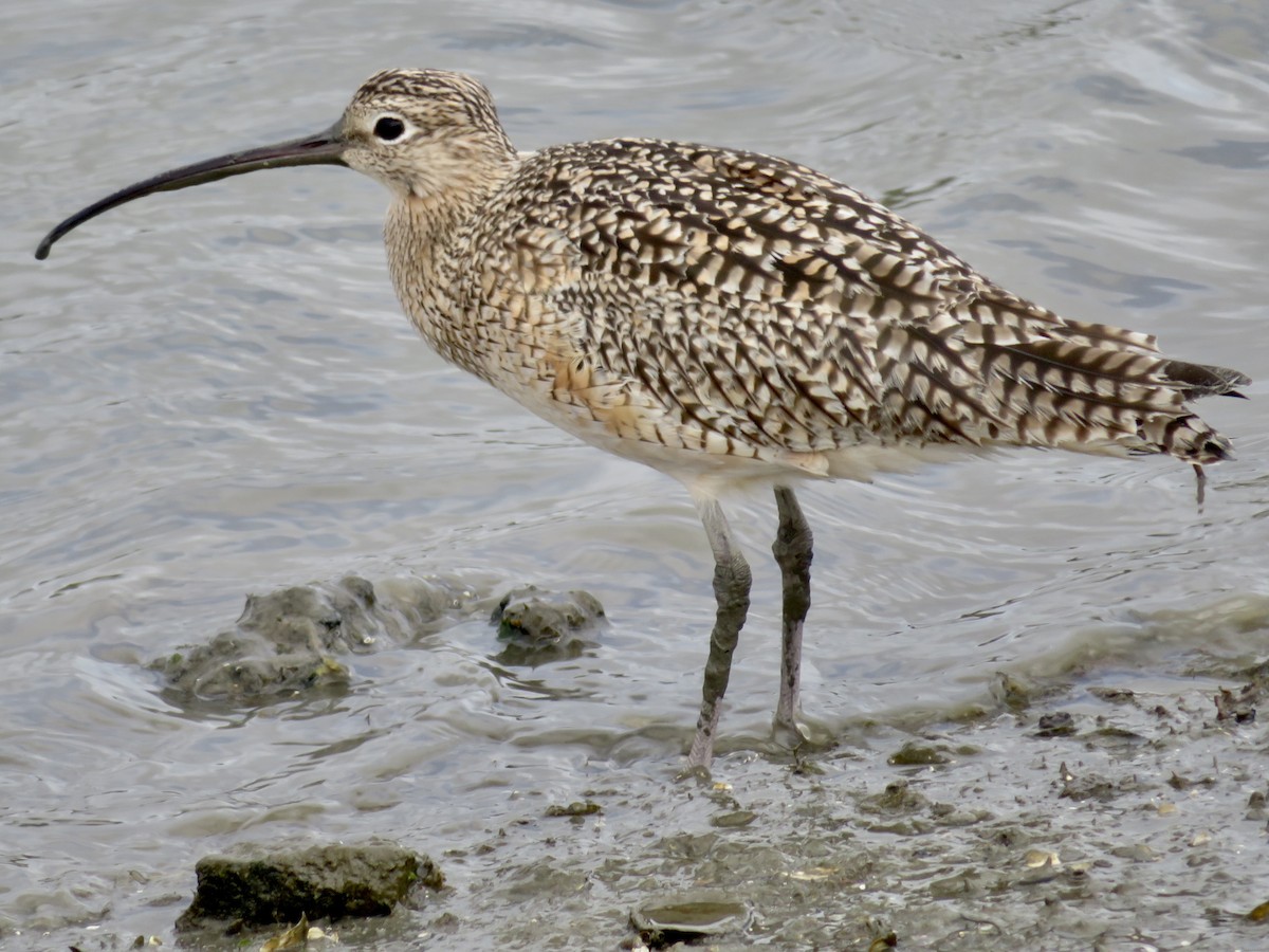 Long-billed Curlew - ML615603399