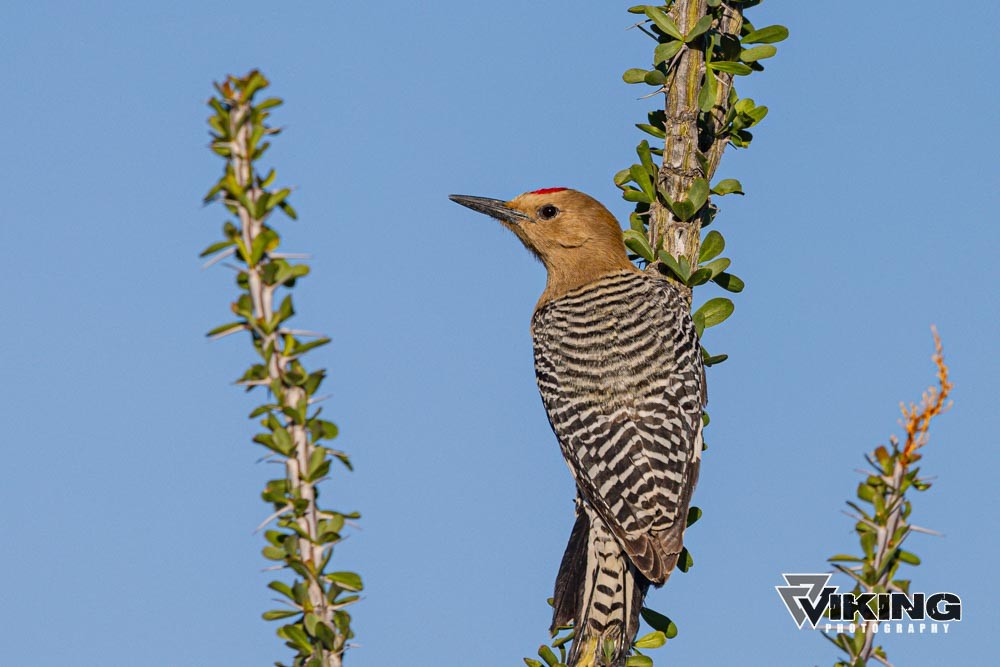 Gila Woodpecker - ML615603426