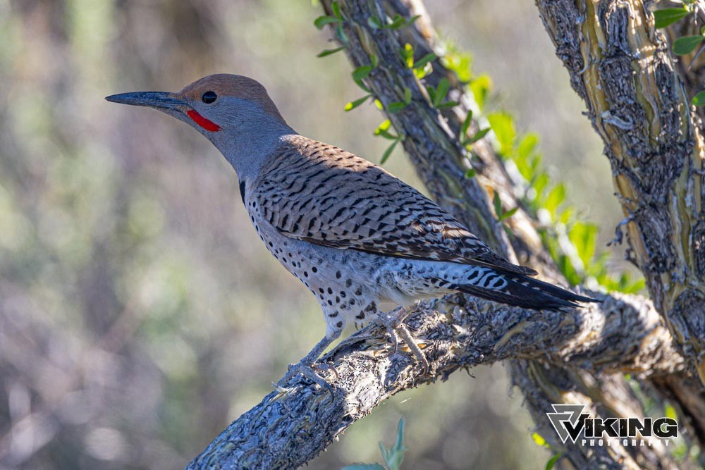 Gilded Flicker - Eric Peterson