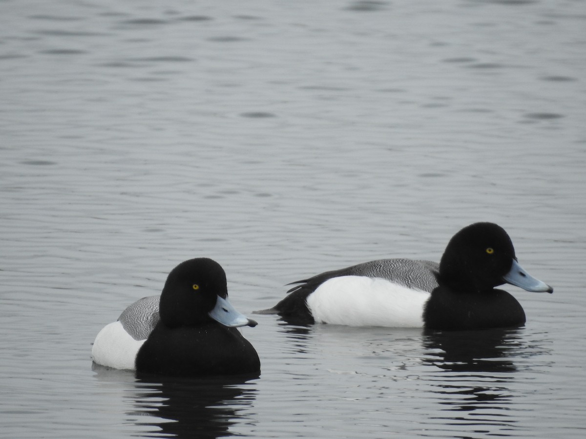 Greater Scaup - ML615603686