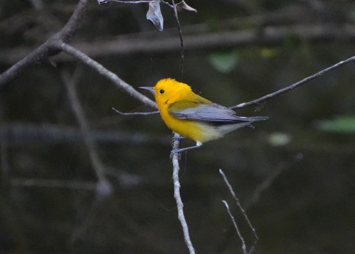 Prothonotary Warbler - ML615603709