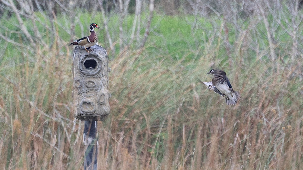 Ebird Checklist Mar The Celery Fields Species Other