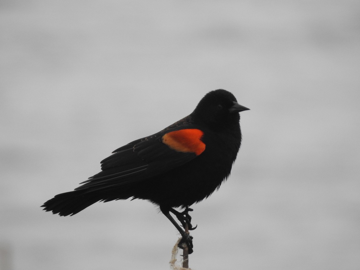 Red-winged Blackbird - Peter Erickson