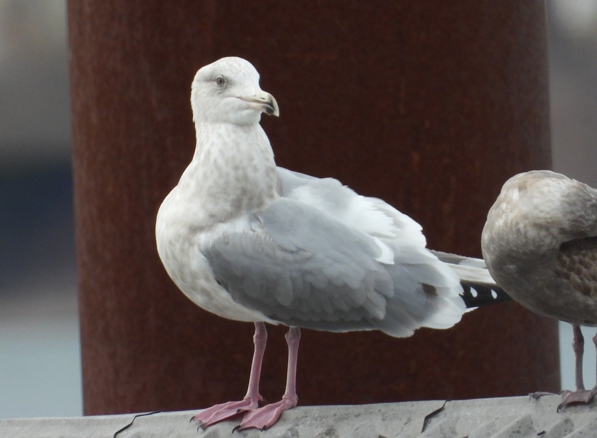 Herring x Glaucous-winged Gull (hybrid) - ML615603792