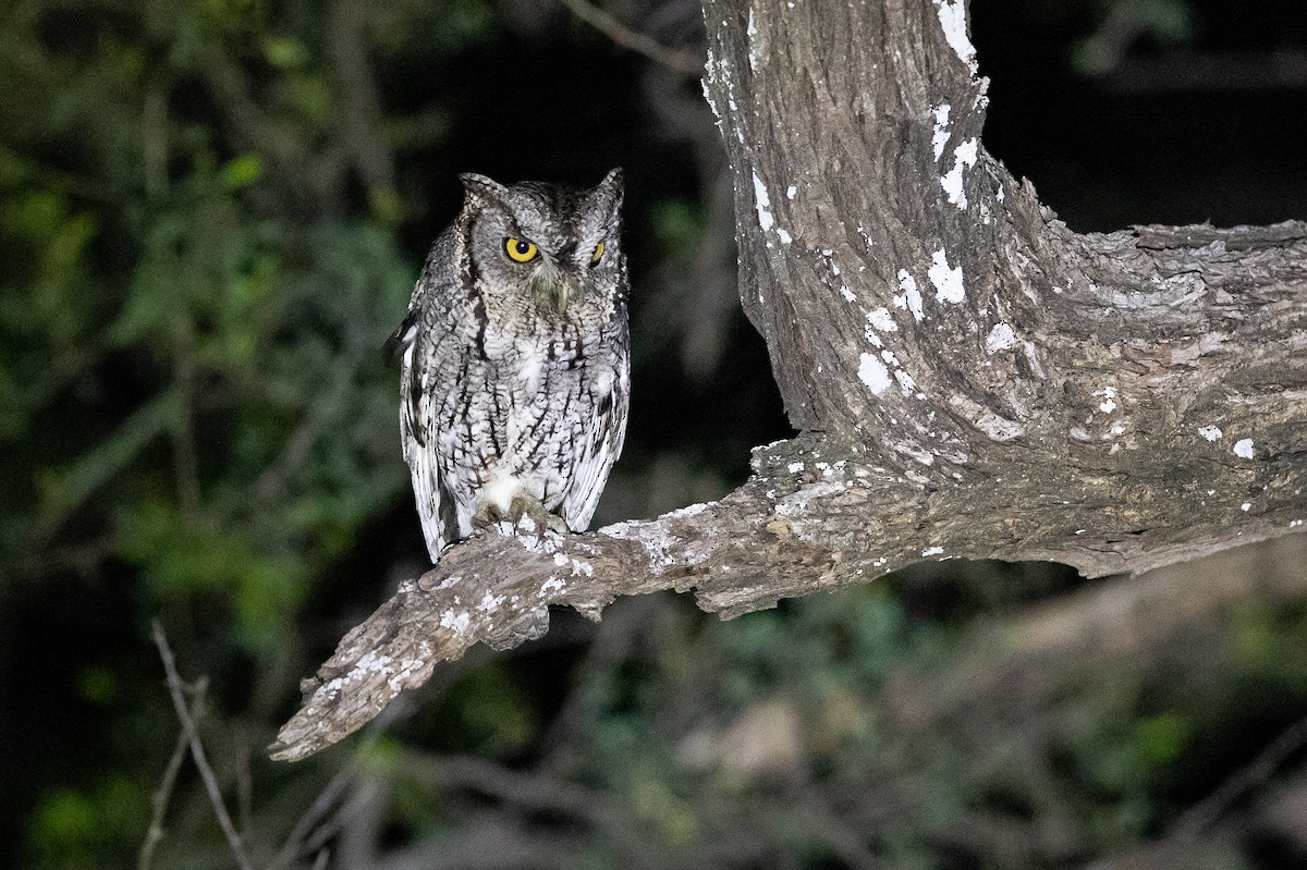 Eastern Screech-Owl (McCall's) - ML615603836
