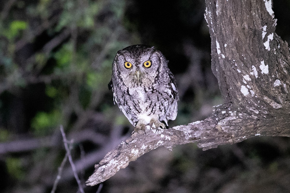 Eastern Screech-Owl (McCall's) - ML615603839