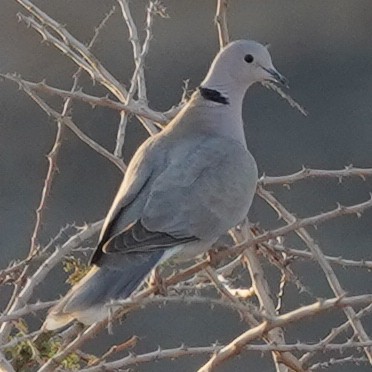 Eurasian Collared-Dove - ML615603905