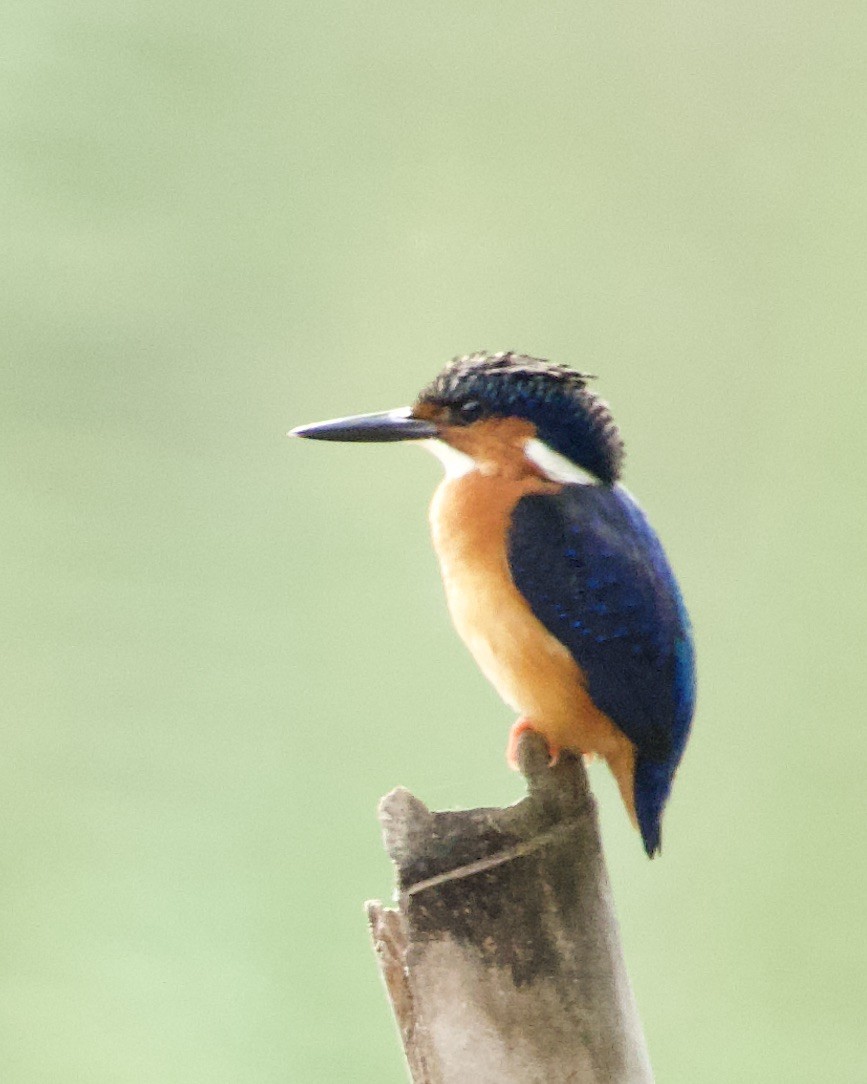 Malagasy Kingfisher - ML615603979