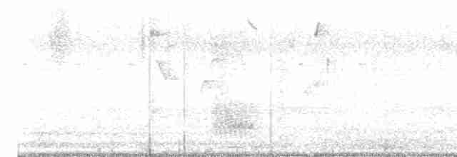 Weißbrust-Ameisenwürger - ML615603992
