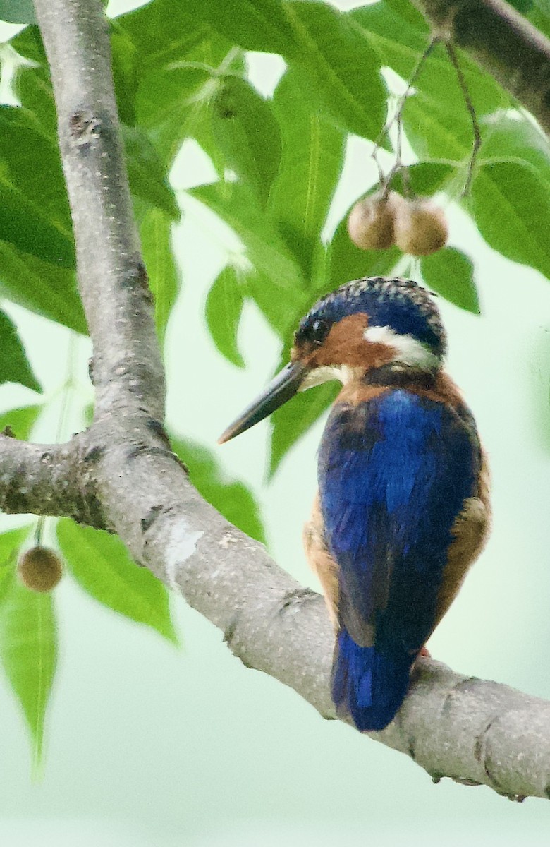 Malagasy Kingfisher - ML615604158