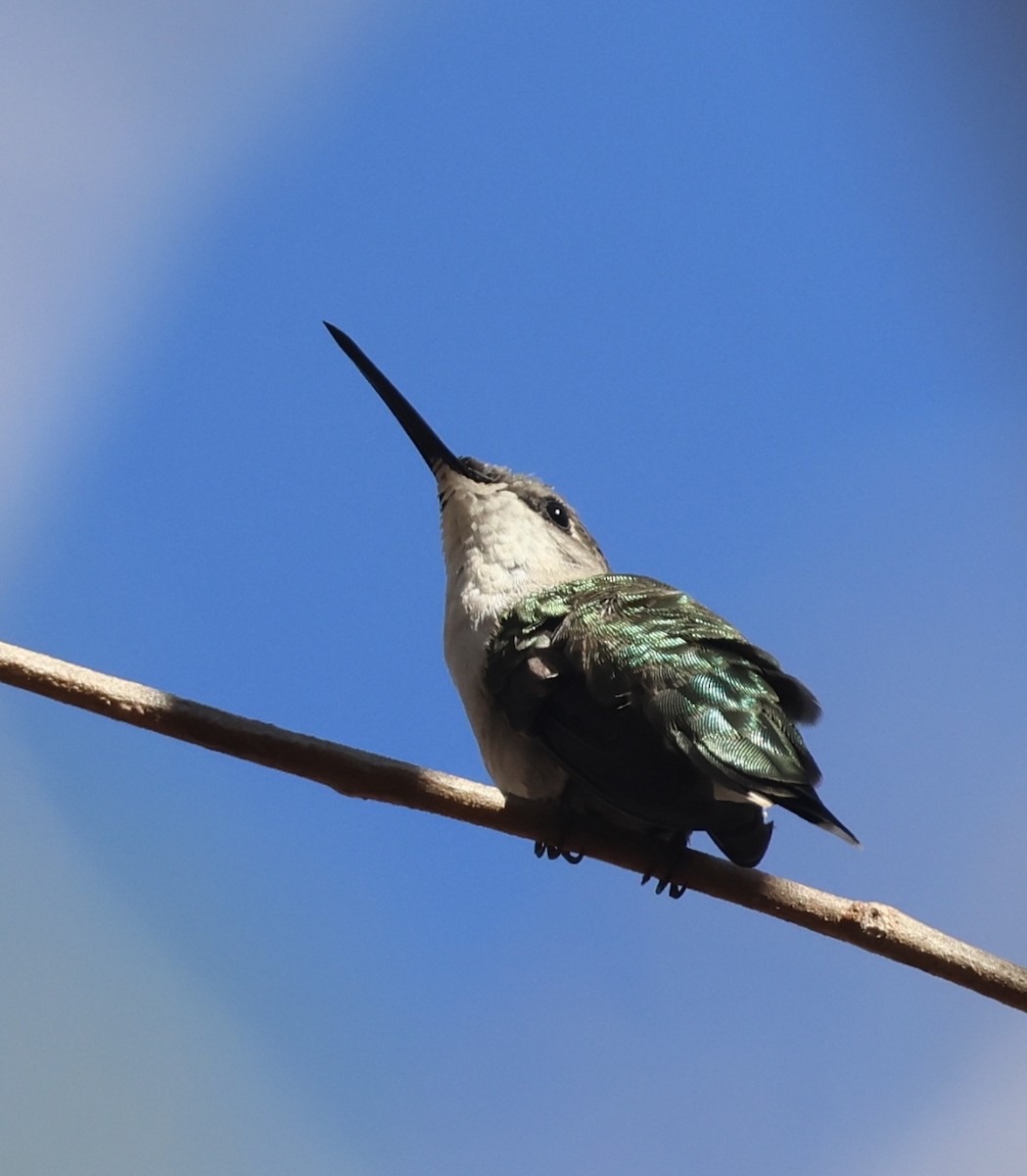 Ruby-throated Hummingbird - ML615604316