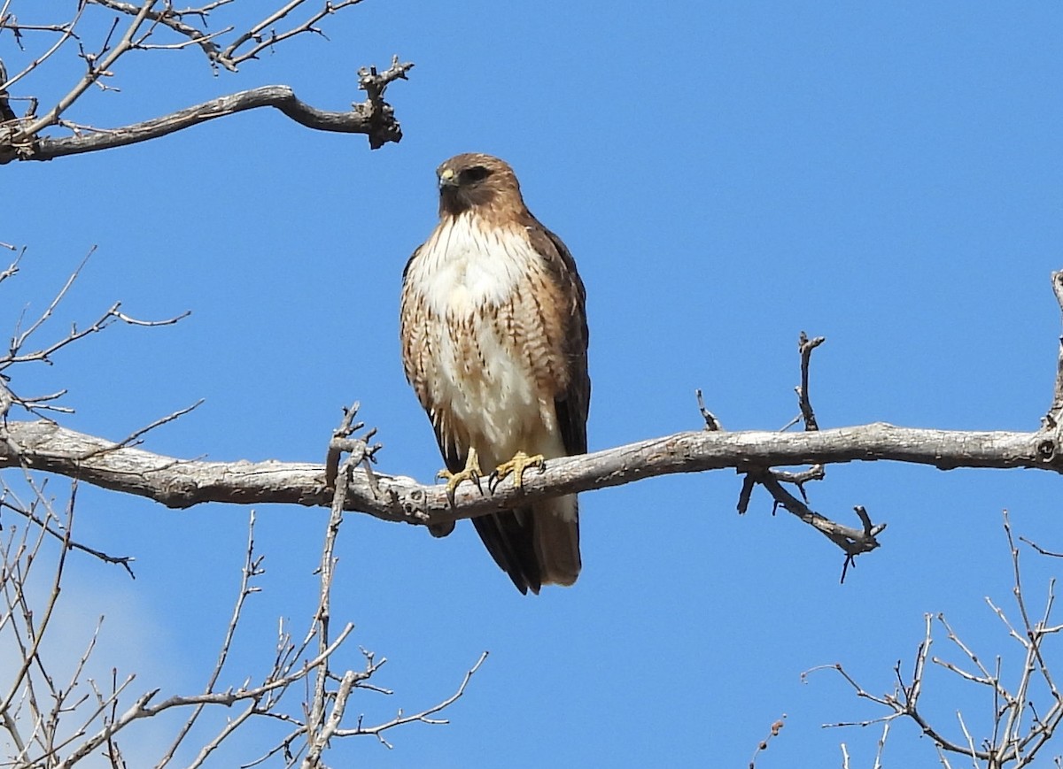Red-tailed Hawk - ML615604405