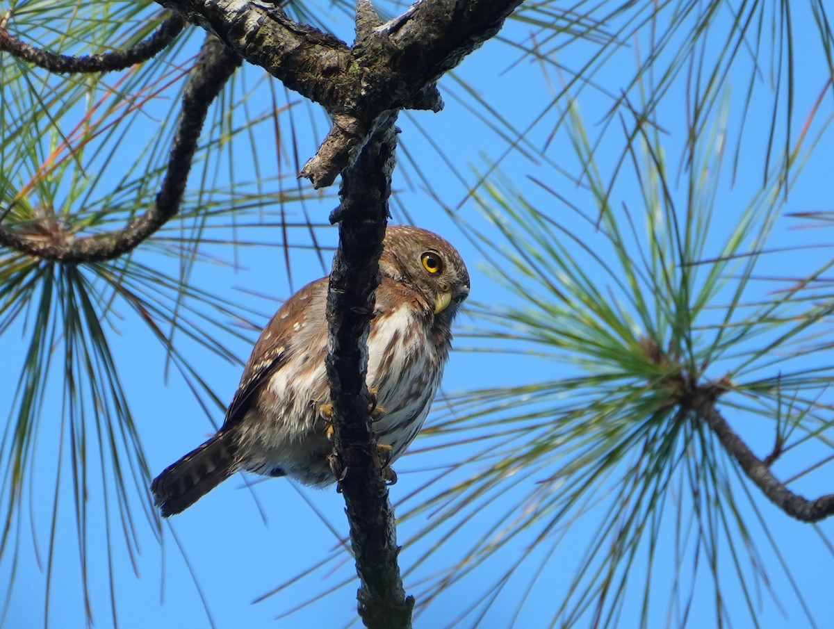 Ferruginous Pygmy-Owl - Jack Maynard