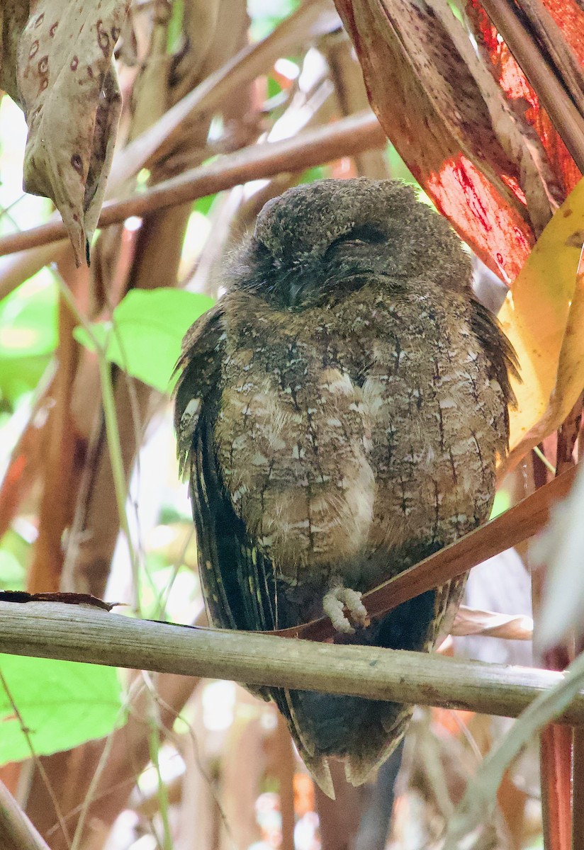 Madagascar Scops-Owl (Rainforest) - ML615604477