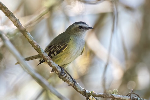 Guatemalan Tyrannulet