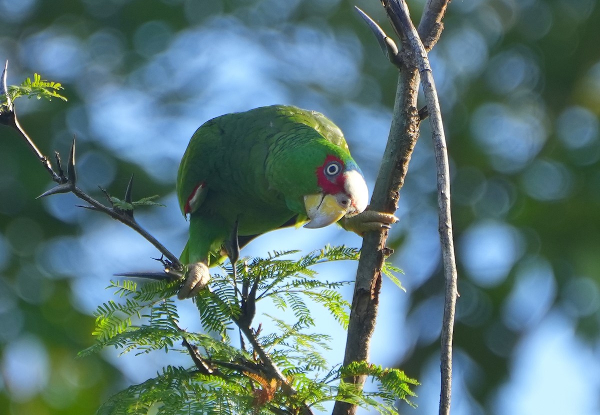 White-fronted Parrot - ML615604877