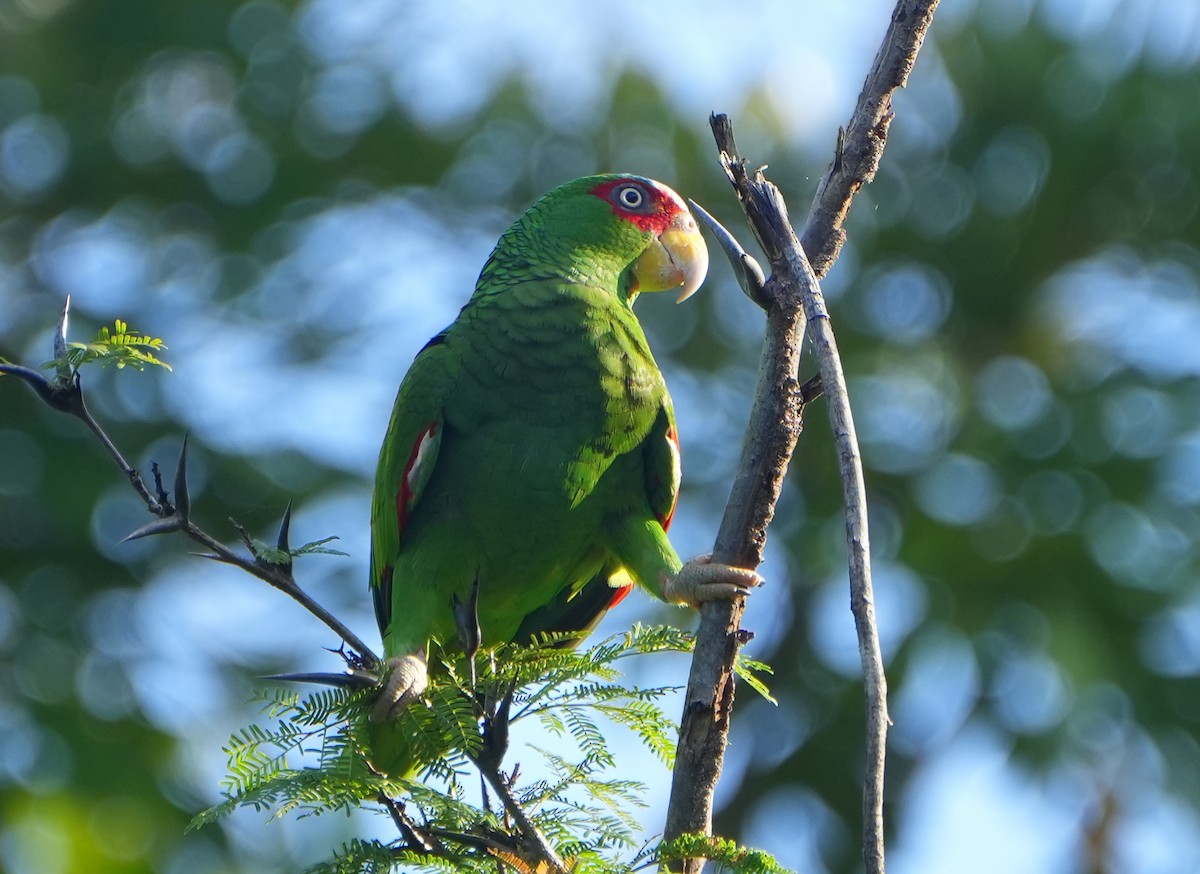 White-fronted Parrot - ML615604878