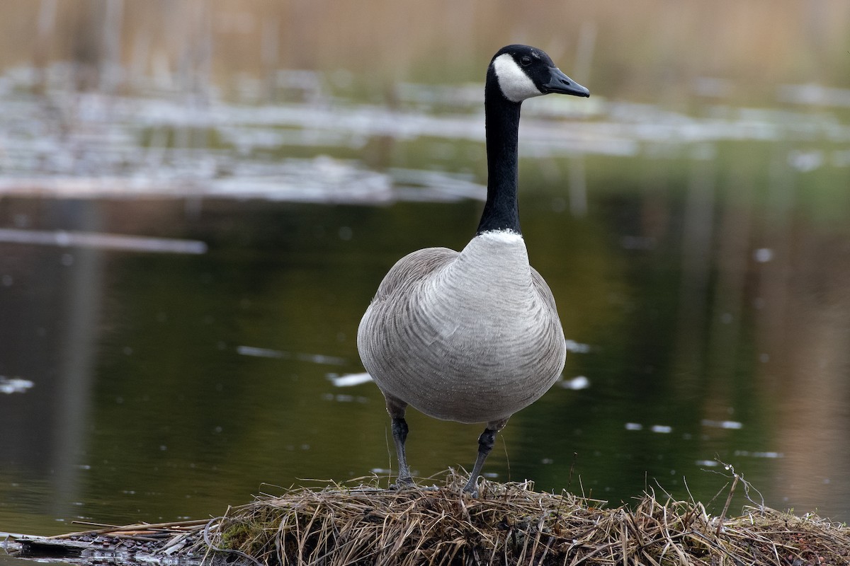 Canada Goose at Cheam Lake Wetlands Regional Park by Chris McDonald