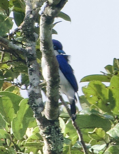 Madagascar Blue Vanga - Marcia Balestri