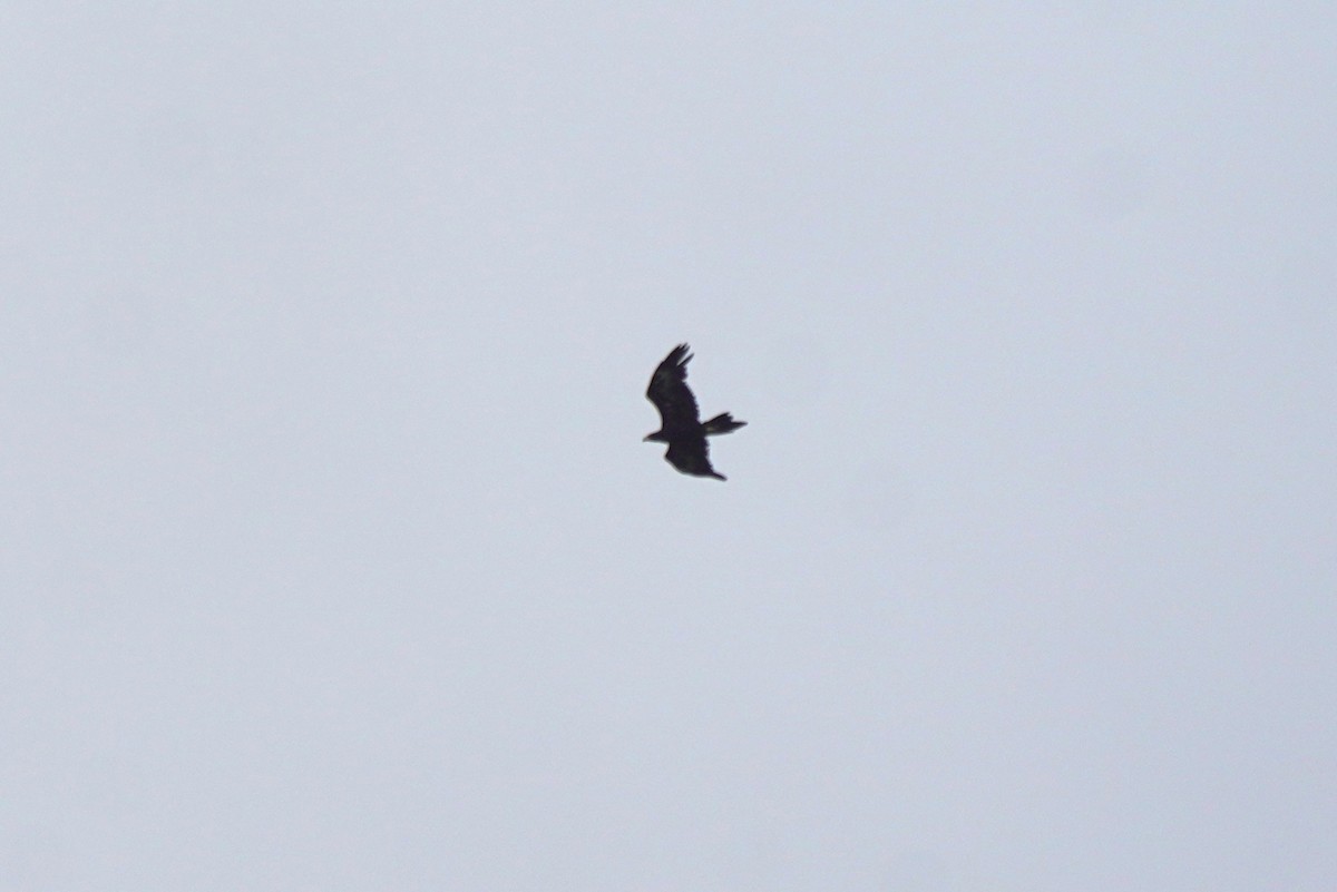 Wedge-tailed Eagle - ML615605248