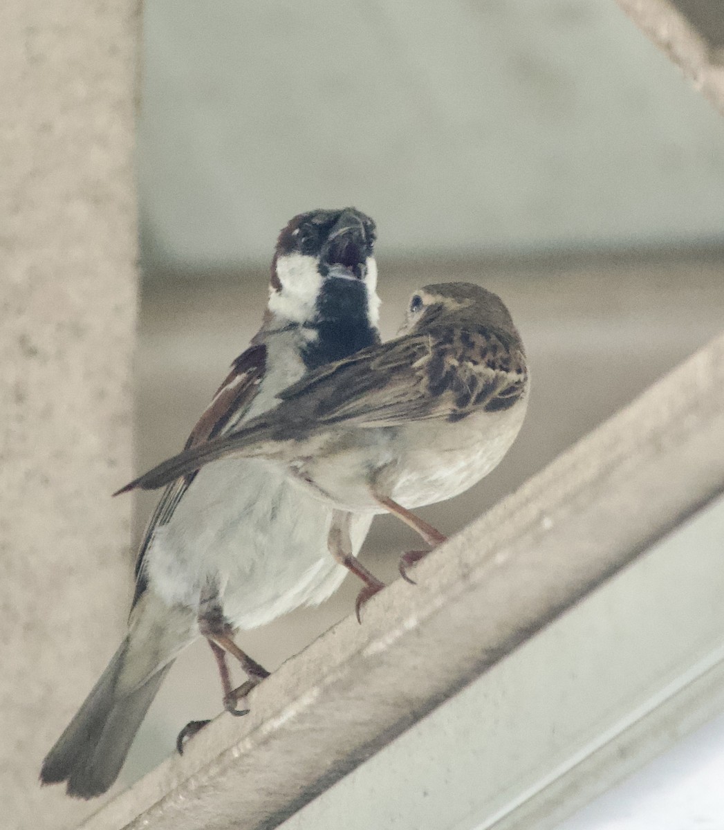 House Sparrow - ML615605367
