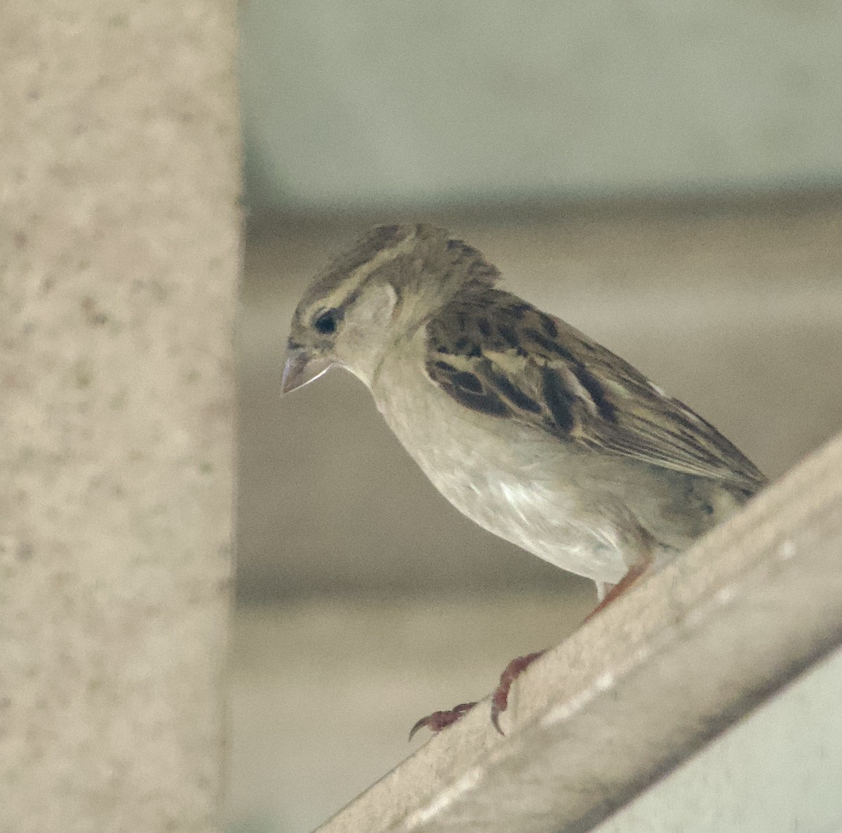 House Sparrow - Marcia Balestri
