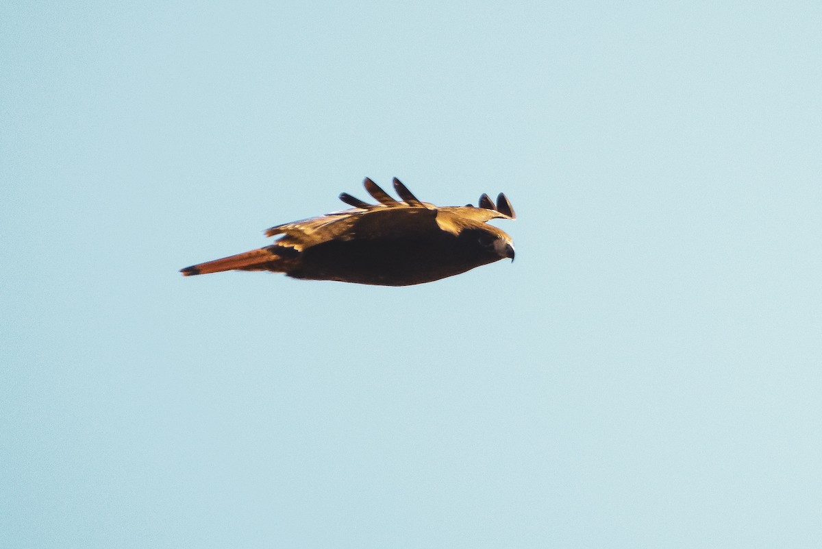 Red-tailed Hawk (calurus/abieticola) - ML615605388