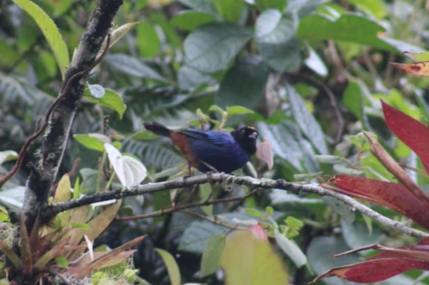 Golden-crowned Tanager - ML615605400