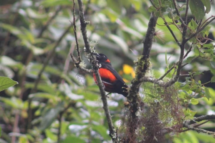 Scarlet-bellied Mountain Tanager - ML615605418