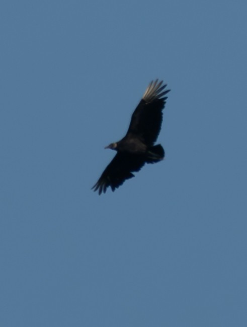 Black Vulture - ML615605474