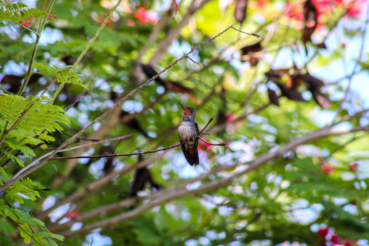 kolibřík savanový - ML615605526