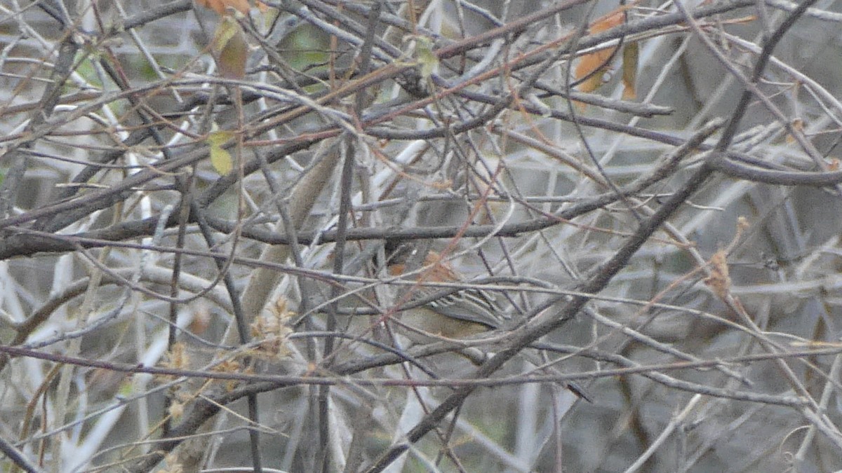 Black-chested Sparrow - Taylor Yarborough